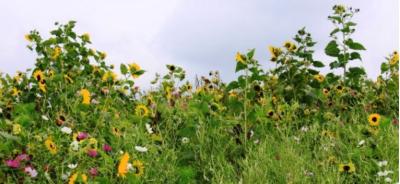 Wildblumen