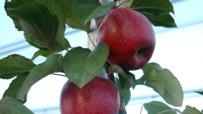 csm_Obst_Obstbau_Pflanzenschutz_Herbizide_7391b6c392