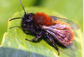 rotpelzige-Sanbiene