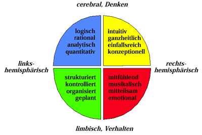 gehirnmodell