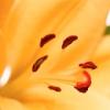 Lilien