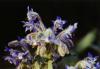 Borago officinalis