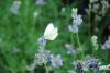 Kohlweißling auf Lavendel