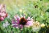 Hummel im Anflug auf Echinacea