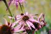 Hummel nach Abflug von Echinacea