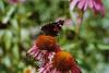 Admiral nascht an einer Echinacea purpurea