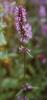 Betonica officinalis (Stachys officinalis)