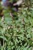 Salvia officinalis; knospend