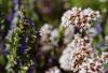 Hyssopus officinalis + Origanum vulgare
