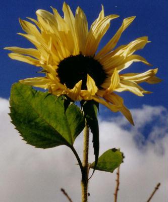sonnenblume
