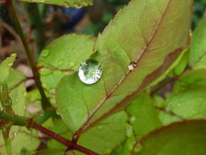 Wassertropfen