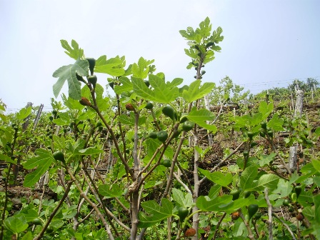 fichi-di-wachau