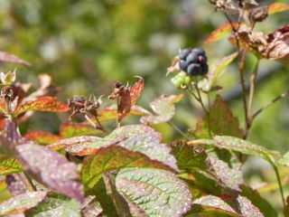 herbstbeere