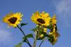 Sonnenblumen