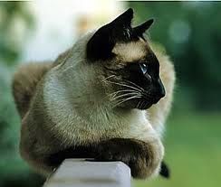 Feine Siamese-Busi-bss-bss-bss-bss-bss