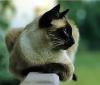 Feine Siamese-Busi-bss-bss-bss-bss-bss