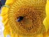 Bumbleday