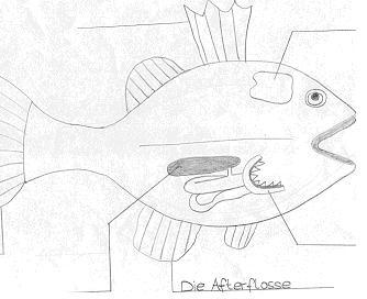 Fisch1