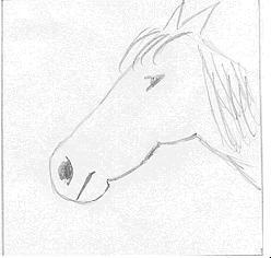 Pferd1
