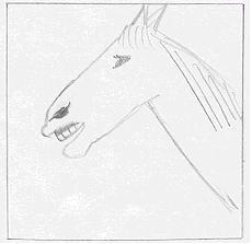 Pferd31