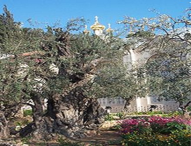 Gethsemane
