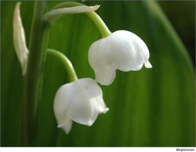 4608437692_d3f308b0f9