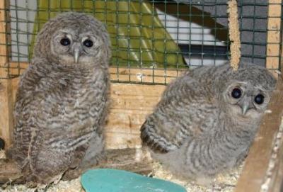 2-Waldkaeuze-ca-3-Wochen-alt