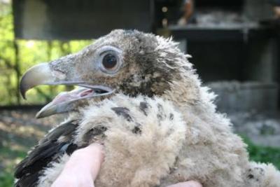 BG-Blutabnahme-fuer-genetischen-Fingerabdruck-2009-8-