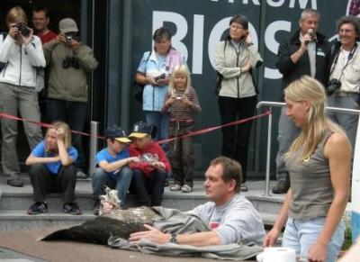 Bartgeierfreilassung-Seebachtal-2009-1-