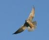 Baumfalke-Flugbild