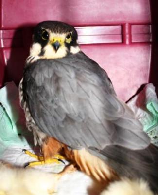 Baumfalke-Maria-Elend