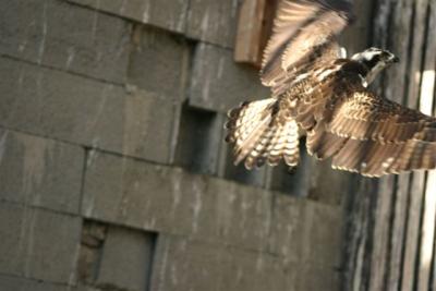 die ersten Flugversuche