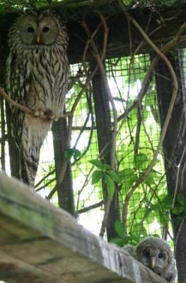 Habichtskauz-Altvogel-mit-Jungem