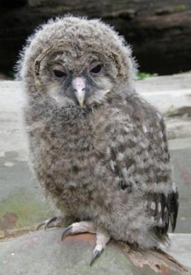 Habichtskauztaufe-13-05-09-5-