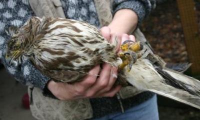 Maeusebussard-Kopfverletzung-durch-Artgenossen