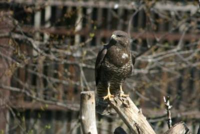 Maeusebussard-in-Freivoliere