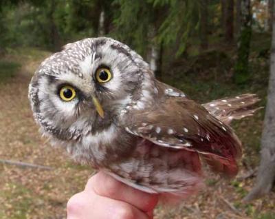 Rauhfusskauz-bei-Freilassung