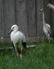 Schwarz-und-Weissstorch-3-