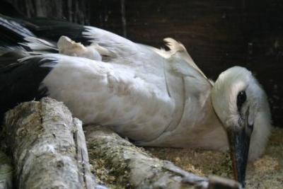 Schwarz-und-Weissstorch-6-