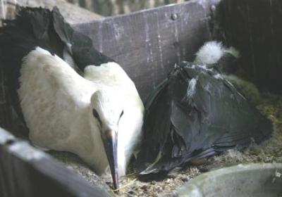 Schwarz-und-Weissstorch-7-