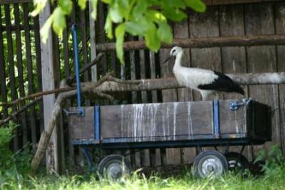 Schwarz-und-Weissstorch