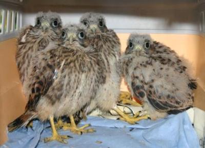 Turmfalken-Laaerberg-14-