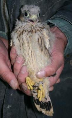 Turmfalken-Laaerberg-15-