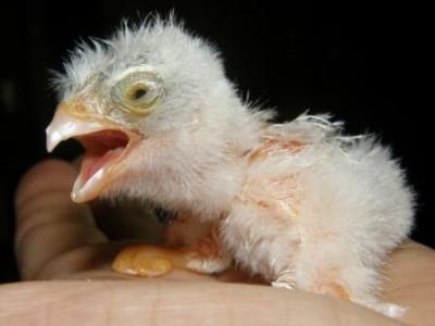 Turmfalken-Laaerberg-17-