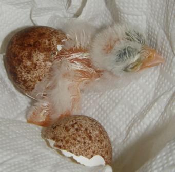 Turmfalken-Laaerberg-18-