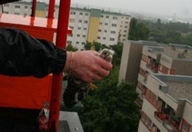 Turmfalken-Laaerberg-2-