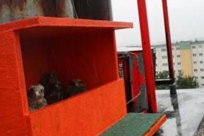 Turmfalken-Laaerberg-3-