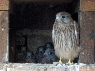 Turmfalkenfreilassung-1-10-