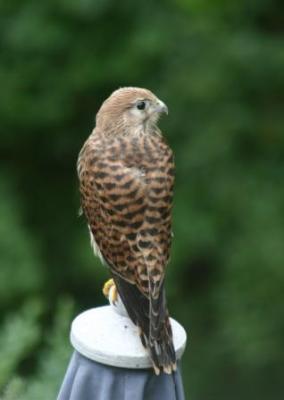 Turmfalkenfreilassung-1-2-