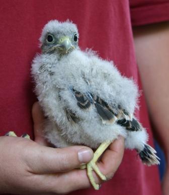 Turmfalkenfreilassung-1-8-